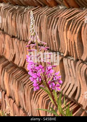 Rosebay-Weidenkraut an einer mit Terrakotta-Pfannen gefliesten Wand Stockfoto