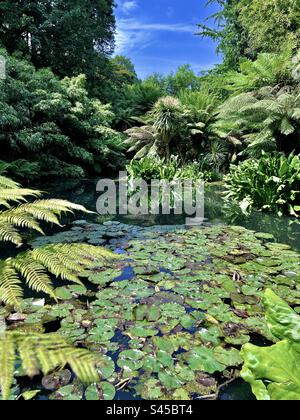 Dschungelszene in den Lost Gardens of Heligan, Cornwall, England im Sommer Stockfoto