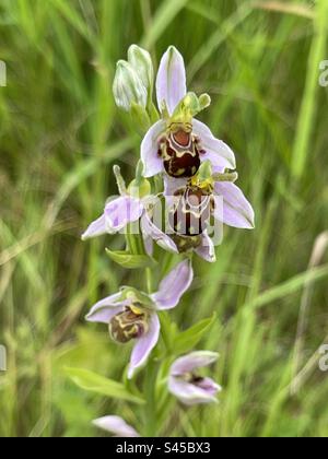 Biene-Orchidee Stockfoto