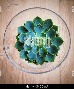 Direkt über der Nahaufnahme einer blumenförmigen, grünen, saftigen Pflanze Echeveria in einer Glasschüssel auf einem Holztisch. Symmetrie. Dekor. Stockfoto