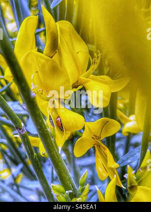 Marienkäfer auf gelben Blüten Stockfoto