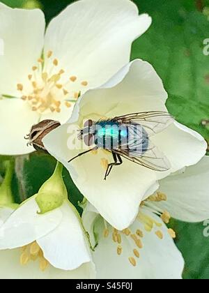 Nahaufnahme einer Schleuder auf weißen Blumen Stockfoto