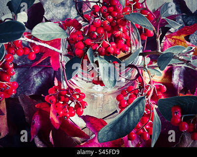Nahaufnahme von orangefarbenen Cotoneaster-Beeren-Zweigen in Glasgefäß, umgeben von Herbstblättern. Herbstthemen. Stockfoto