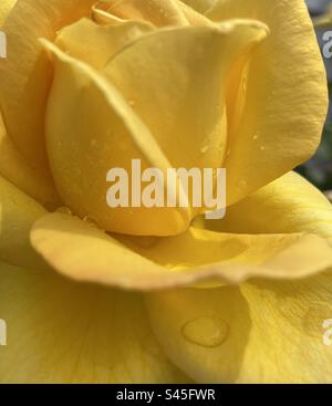 Eine gelbe Rose direkt nach einem Regenfall in meinem Garten in Utah, USA. Stockfoto