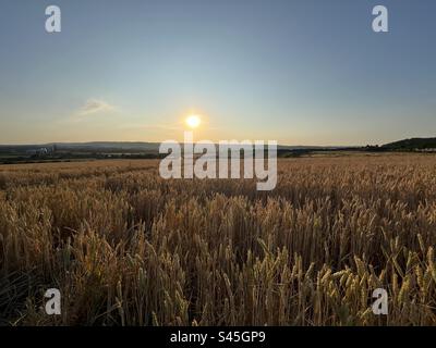 Sommersonne über einem Kent-Maisfeld, England, Großbritannien Stockfoto