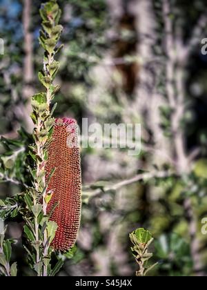 Vertikale, holzige Blütenspitze der Banksia praemorsa mit Hunderten von einzelnen Blumen, die aus der Spitze wachsen. Australischer Strauß. Wildblumen. Konzentrieren Sie sich auf den Vordergrund. Stockfoto