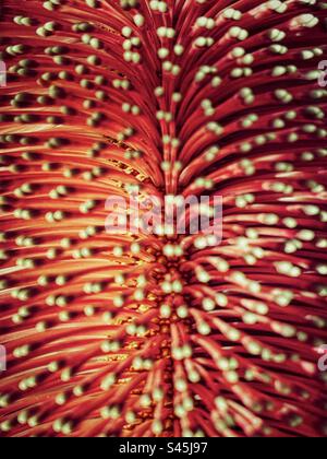 Makroaufnahme von Hunderten von einzelnen Blumen, die aus der holzigen Blütenspitze der Banksia-Blüte wachsen. Vollformat. Hintergründe. Natürliches Muster. Textur. Stockfoto