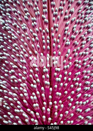 Makroaufnahme von Hunderten von einzelnen Blumen, die aus einem holzigen Blütenanbau der Banksia-Pflanze wachsen. Vollformat. Hintergründe. Natürliches Muster. Textur. Stockfoto