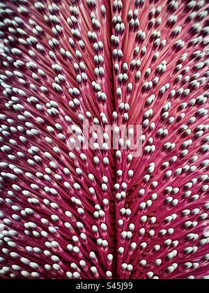 Makroaufnahme von Hunderten von einzelnen Blumen, die aus einem bewaldeten, blühenden Dorn der Banksia-Pflanze wachsen. Vollformat. Hintergründe. Natürliches Muster. Textur. Stockfoto