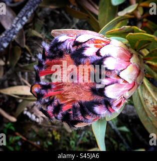 Im Oktober wurde in Kapstadt ein wunderschönes schmalblättriges protea-Foto gemacht Stockfoto