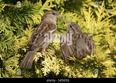 Haussperling Stockfoto