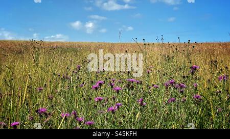 Centaurea Jakea, braunes Knapweed und wilde Wiesengräser, Peachfield Common, Malvern, England Stockfoto