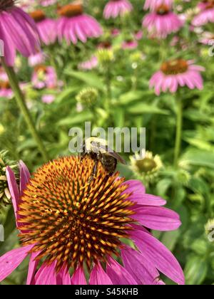 Eine Nahaufnahme einer östlichen Hummel auf einem lilafarbenen Nadelkegel. Stockfoto