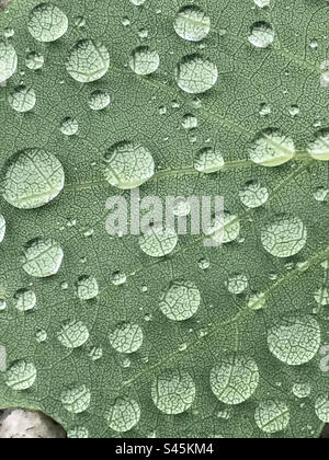 Wassertropfen in grünen frischen Blättern Stockfoto