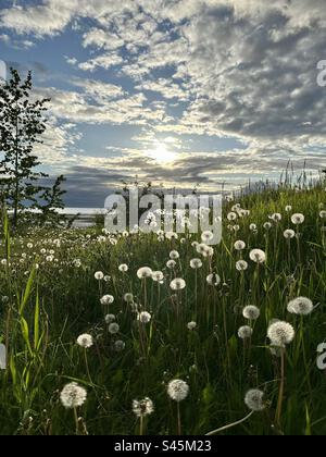 Löwenzahn in Blüten entlang des Küstenpfads in Anchorage, Alaska Stockfoto