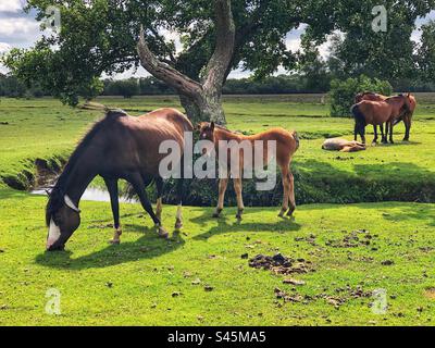 Graue Ponys mit Fohlen am Beaulieu River, Longwater Lawn, New Forest, Hampshire, Großbritannien Stockfoto