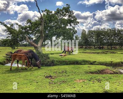 Ponys grasen mit Fohlen neben dem Beaulieu River, Longwater Lawn, New Forest, Hampshire, Großbritannien Stockfoto