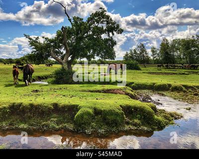 Ponys grasen mit Fohlen neben dem Beaulieu River, Longwater Lawn, New Forest, Hampshire, Großbritannien Stockfoto