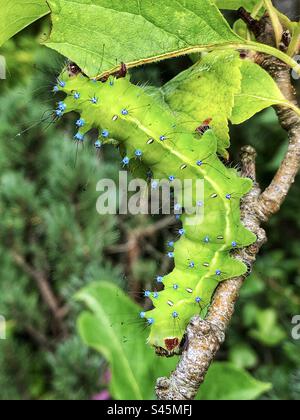 Riesen-Pfauenmotte Raupe (Saturnia pyri) Stockfoto