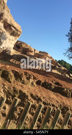 Bergziegen in einem Zoo in der Hauptstadt Morroco (Rabat) im Jahre 2020 Stockfoto