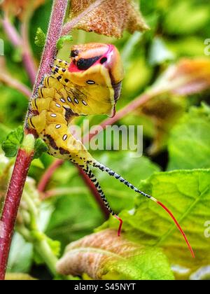 Pussmoth (Cerura Vinula) junge Larven mit Augenflecken und ihren rosafarbenen, ausziehbaren Flaggen auf ihren Zwillingsschwänzen als Abwehrhaltung. St Catherine's Hill Nature Reserve, Winchester, Hampshire, Großbritannien. Stockfoto