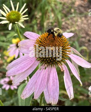 Hummel auf einer Blume Stockfoto