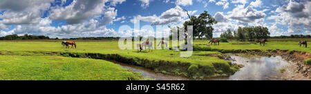 Ponys grasen am Beaulieu River, Longwater Lawn, New Forest, Hampshire Stockfoto