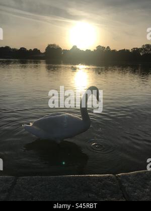 Swan in the Serpentine, Hyde Park, London, wenn die Sonne untergeht Stockfoto