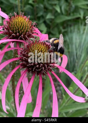 Hummel auf Echinacea Blume Stockfoto