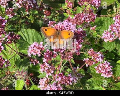 Torwächter oder Heckenschmetterling (Pyronia tithonus), der sich von Wild Marjoram Oregano ernährt. Lage Stockbridge unten, Hampshire, Großbritannien Stockfoto