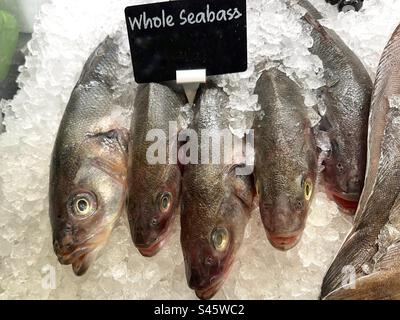 Frischer Seebarsch Fisch auf Eis Stockfoto