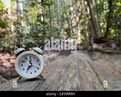 Ein Wecker, der auf den Baumstamm gelegt wurde. Es zeigt sieben Uhr an. Stockfoto