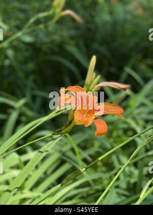 Leuchtendes Orange, grünes Grün, Hemerocallis fulva, orangefarbene Tageslilie, vollmundig taglily, Pennsylvania Roadside, Upstate New York Gardens, USA Stockfoto