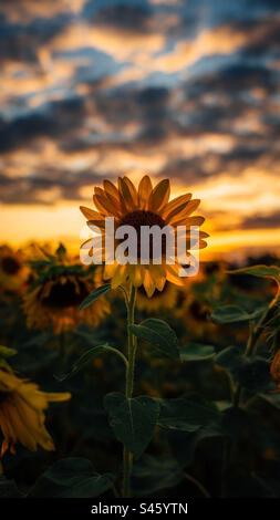 Sonnenblume für die Sonne Stockfoto