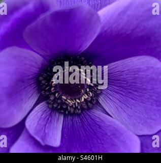 Nahaufnahme der Mitte einer lila Anemone Stockfoto