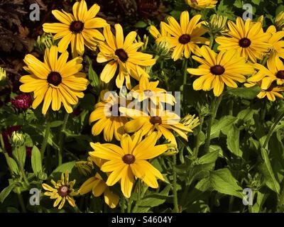 Heliopsis helianthoides ist eine Art Blütenpflanze der Familie Asteraceae, die unter den gebräuchlichen Bezeichnungen Roh Ochsenauge, glattes Ochsenauge und falsche Sonnenblume bekannt ist. Stockfoto