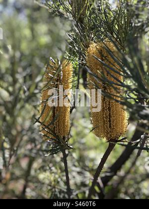 Australische Banksia integrifolia, Coast Banksia wächst im Hinterland von Noosa in Queensland, Australien Stockfoto