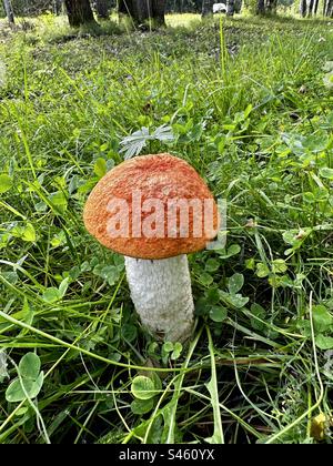 Roter Schaberstielpilz Stockfoto