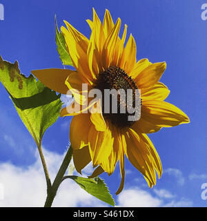 Sonnenblume mit blauem Himmel und weißer, flauschiger Wolke an einem Sommertag in England, Großbritannien Stockfoto