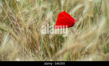 Eine blühende Mohnblume auf einem Weizenfeld Stockfoto