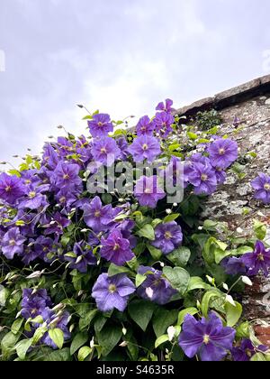 Clematis Perle d’Azur in voller Blüte Stockfoto