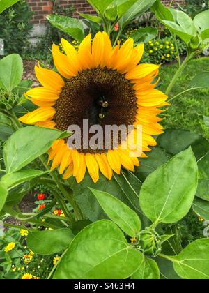 Zwei Bienen auf einer großen Sonnenblume. Stockfoto