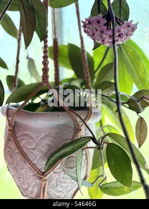 Hoya pflanzt in Blüte Stockfoto