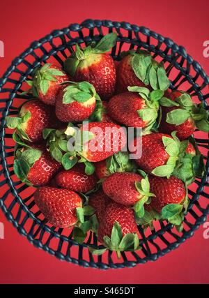 Direkt über der Ansicht frischer biologischer Erdbeeren in schwarzem Korb auf rotem Hintergrund. Stockfoto