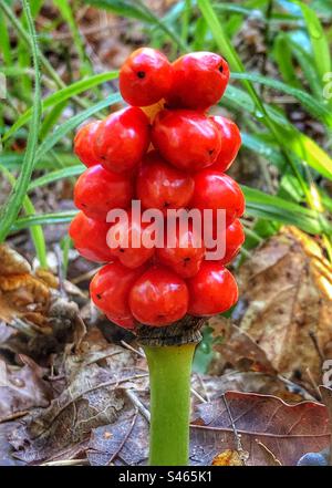 Lords and Ladies Beeren, die in Farley Mount, Hampshire, Großbritannien angebaut werden Stockfoto