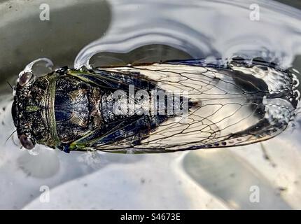 Eine Cicada, vormollig, schwimmend in einer Wasserschüssel. Stockfoto