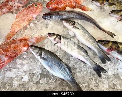Auswahl an frischem Fisch auf Eis auf einem Markt Stockfoto