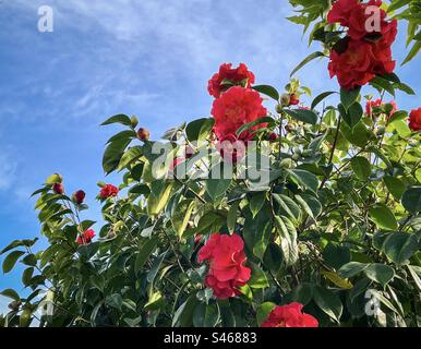 Blick aus flachem Winkel auf die rote blühende Camellia japonica oder den japanischen Kamellienbaum vor blauem Himmel mit weichen weißen Wolken an einem sonnigen Wintermorgen. Stockfoto