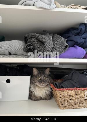 Die graue und weiße sibirische Katze saß in gefalteten Armen mit großen Ohren in einem Schrank voller Kleidung, Pullover und Boxen Stockfoto