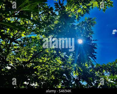 Sonne durch die Bäume Stockfoto